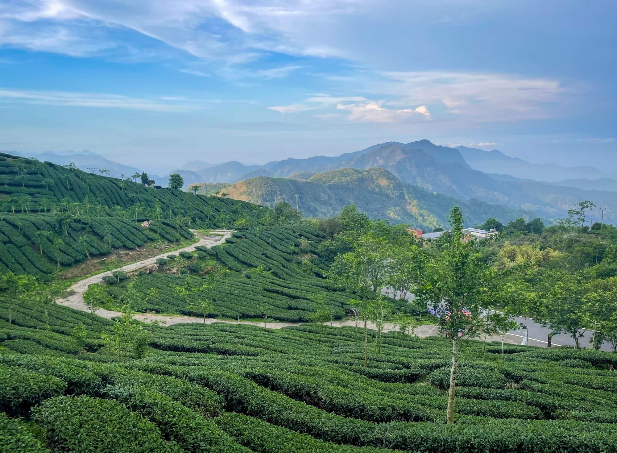 Pola herbaciane, Tajwan, góry