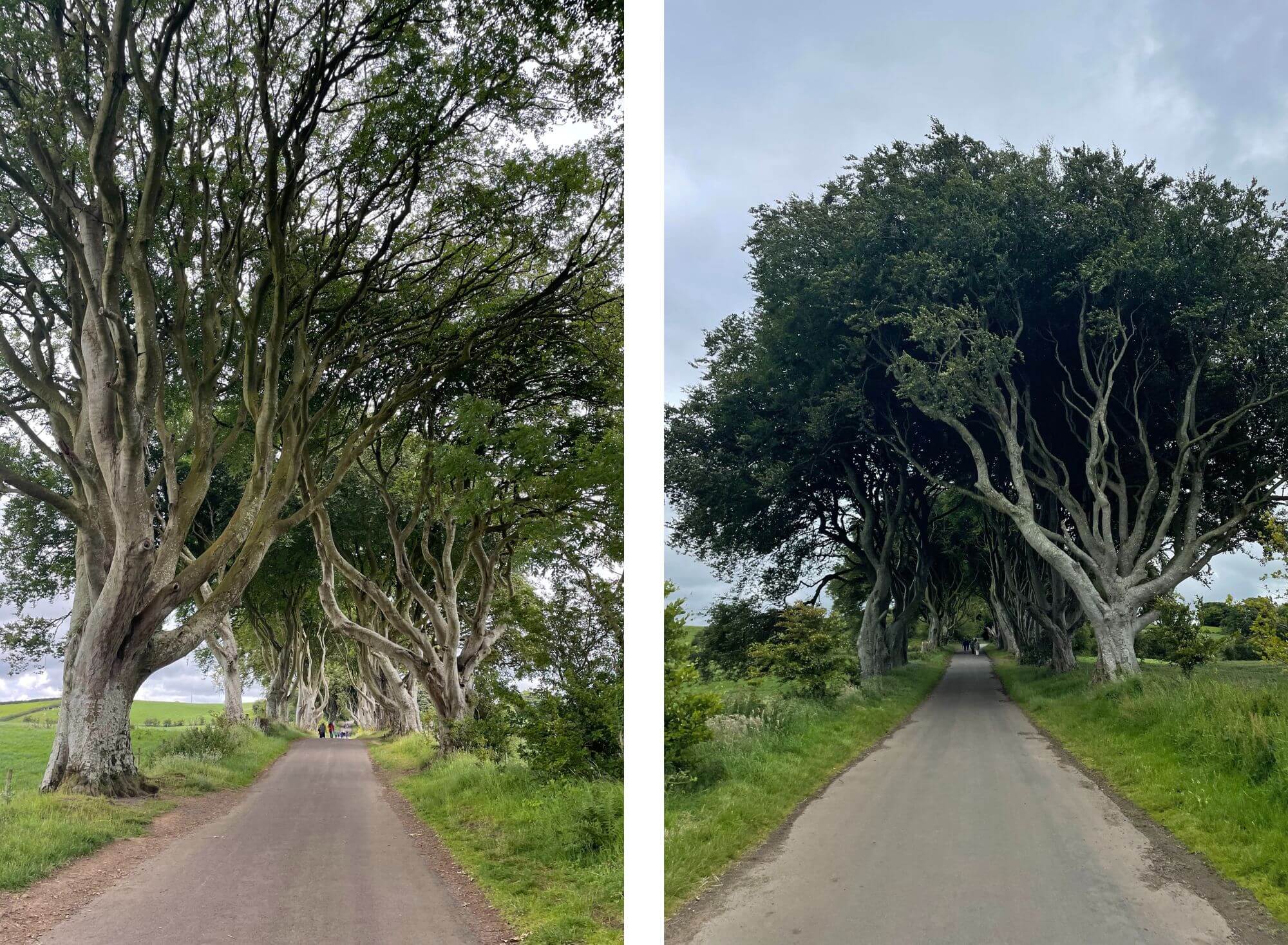 Dark Hedges, Irlandia Północna, drzewa, droga