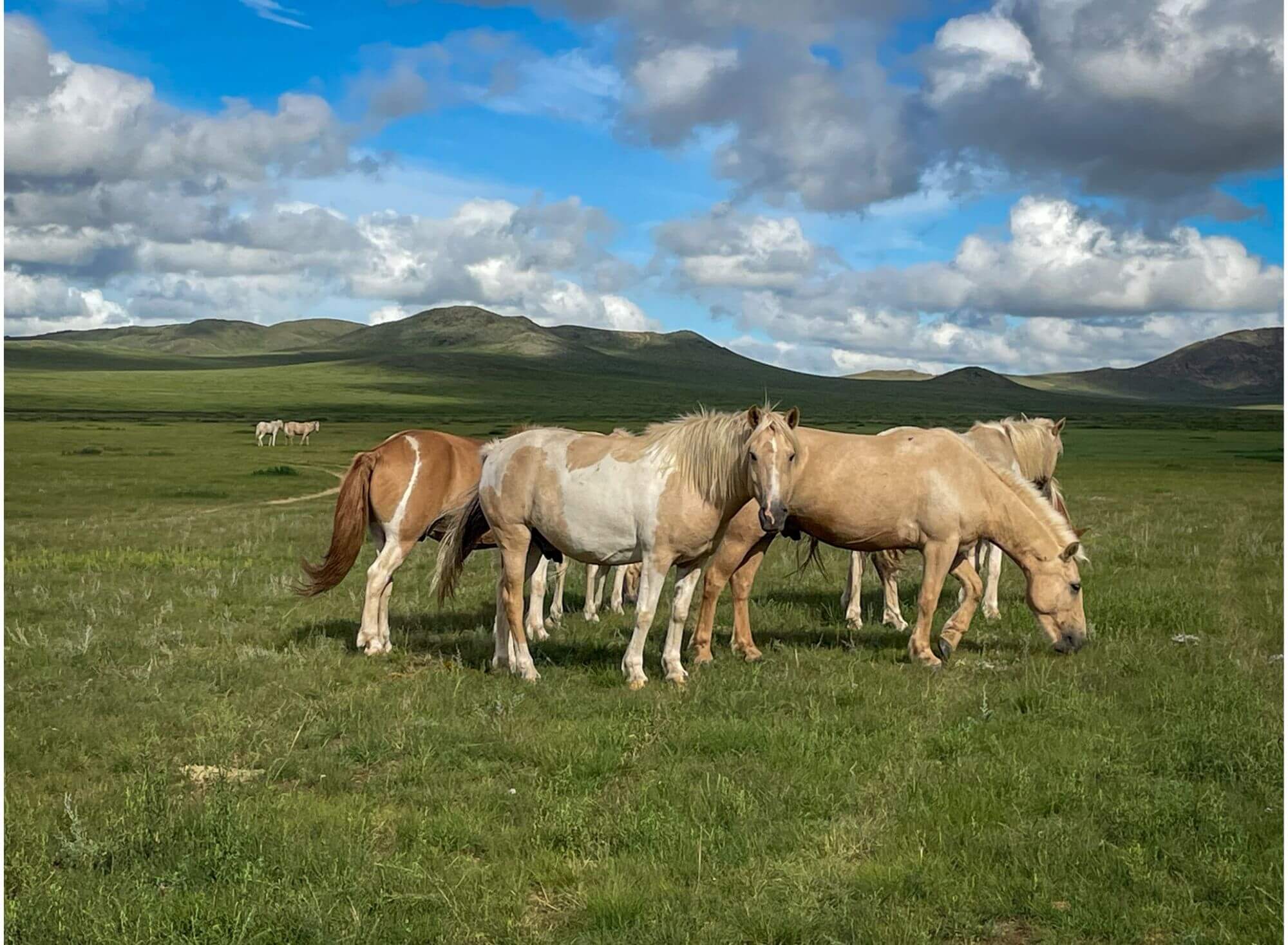 konie, Mongolia, step
