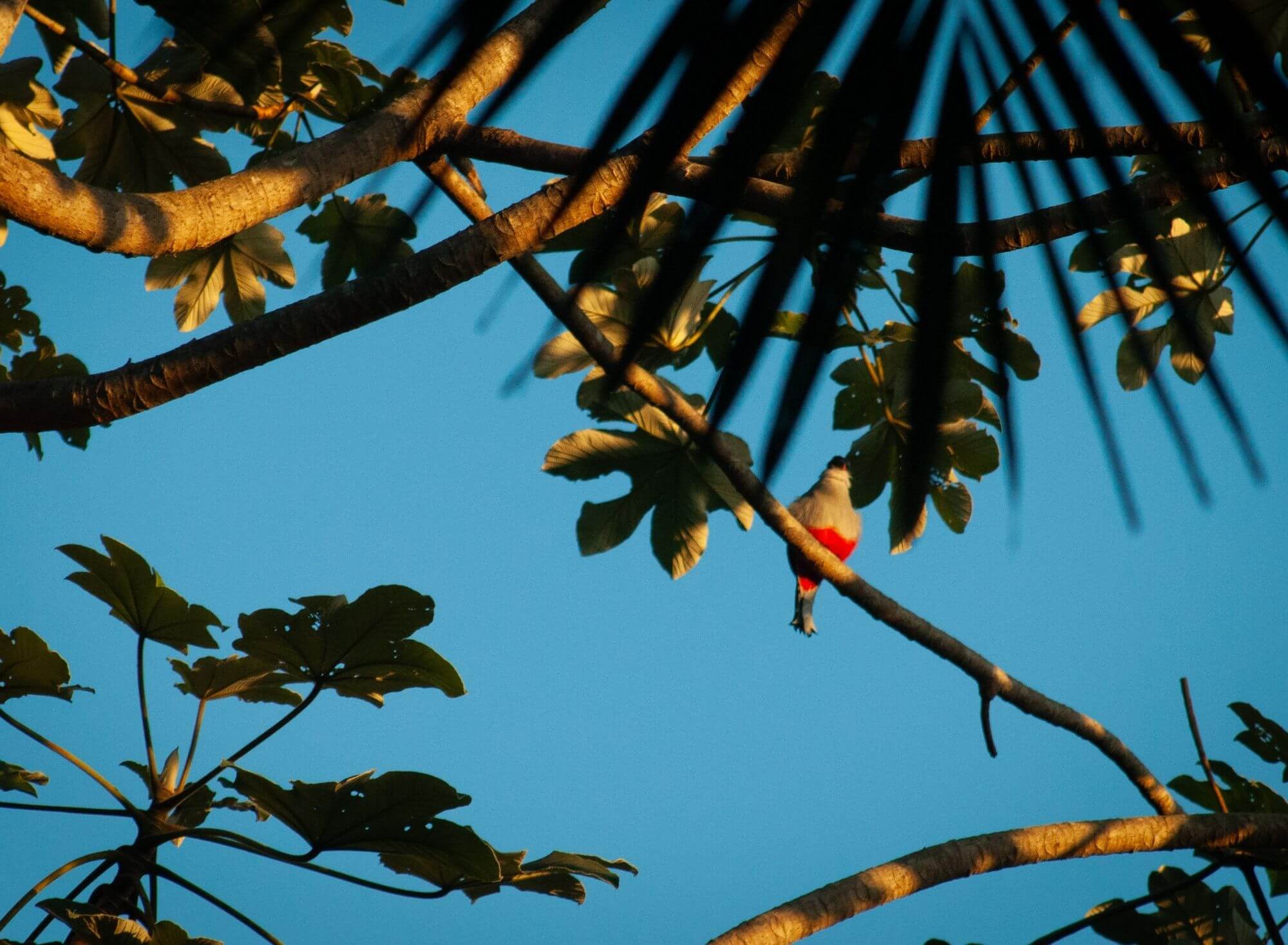 Vinales, Kuba, natura, ptak
