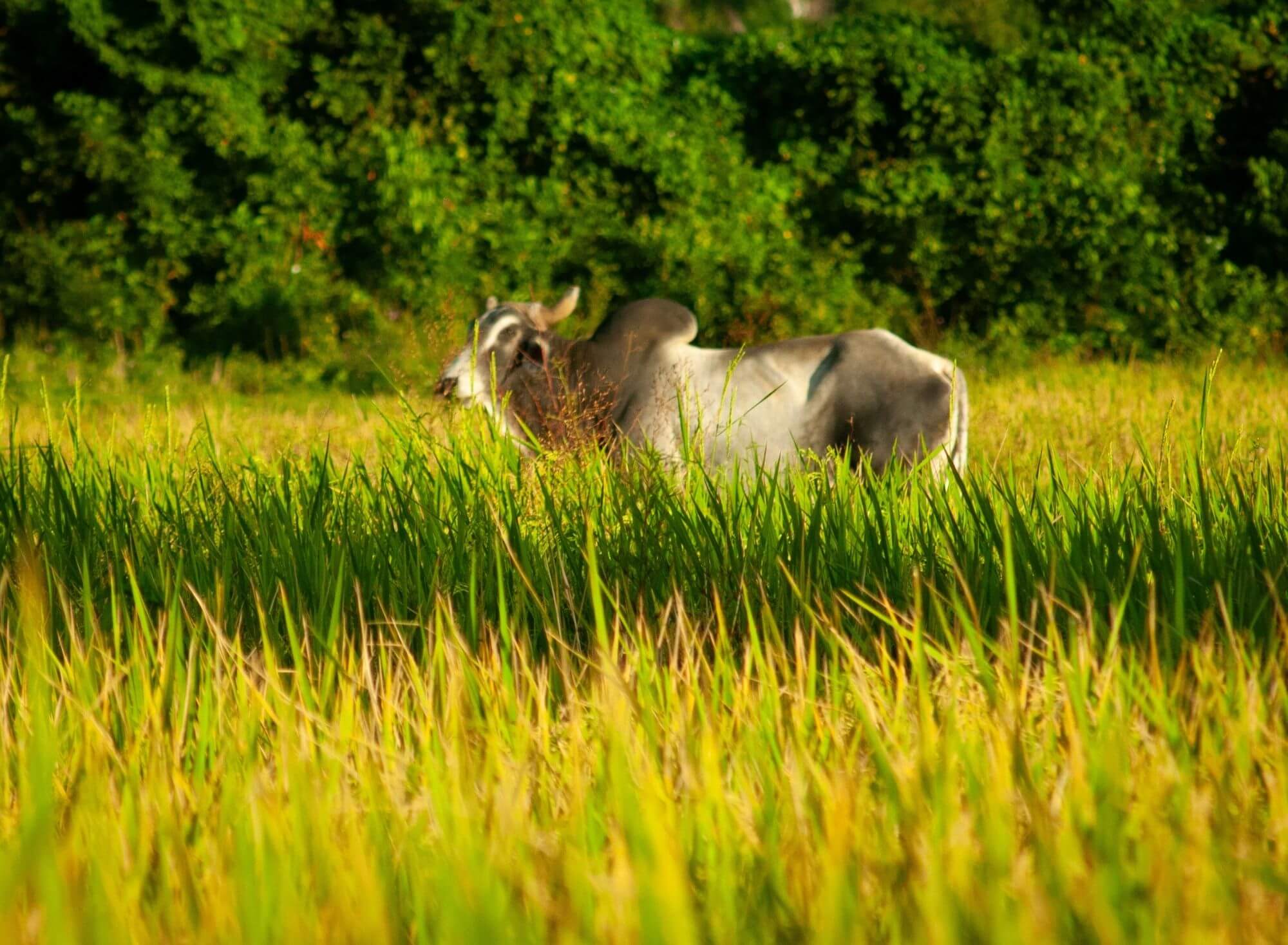Vinales, Kuba, pole, krowa, natura