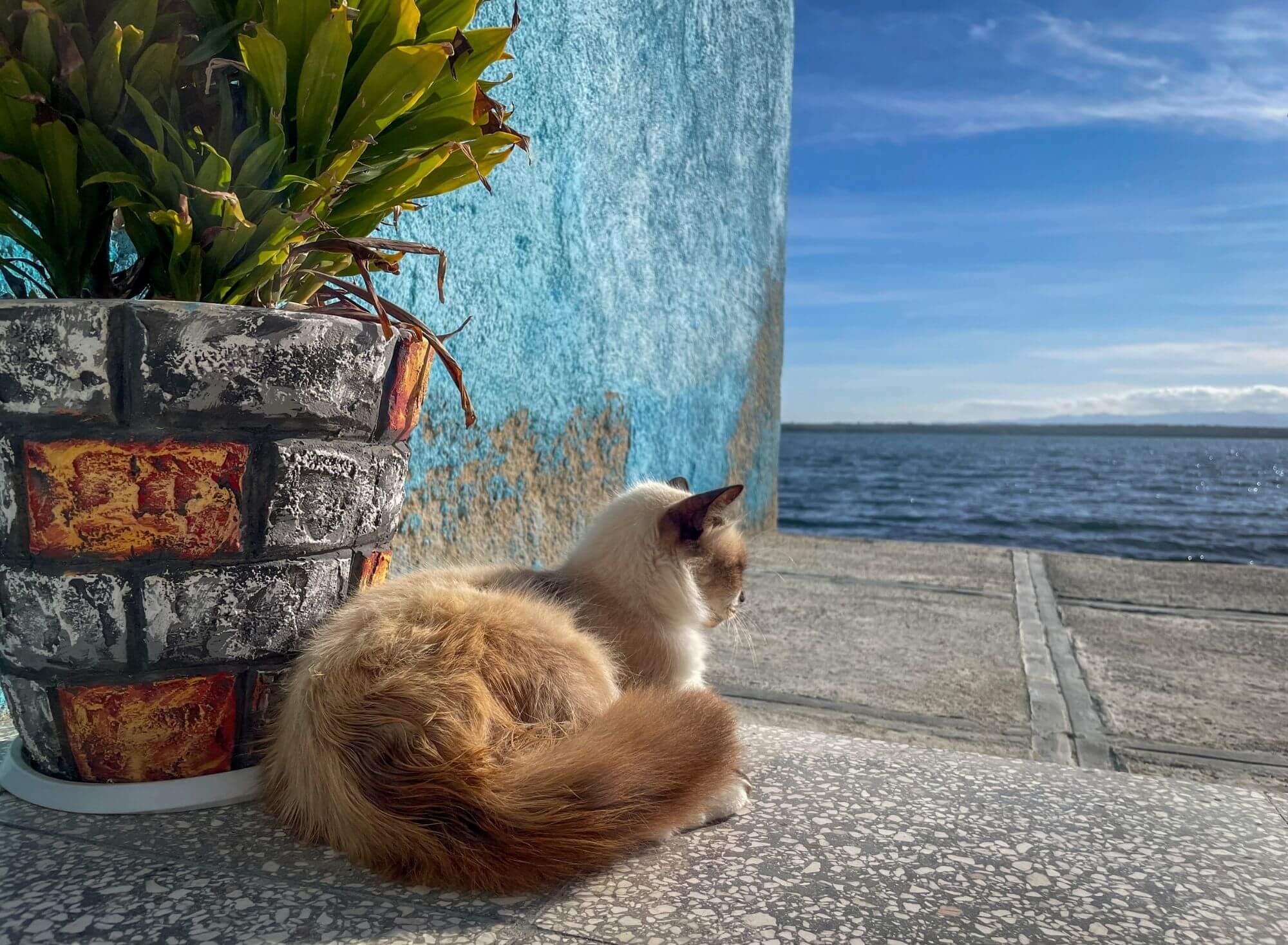 Cienfuegos, widok, taras, kot