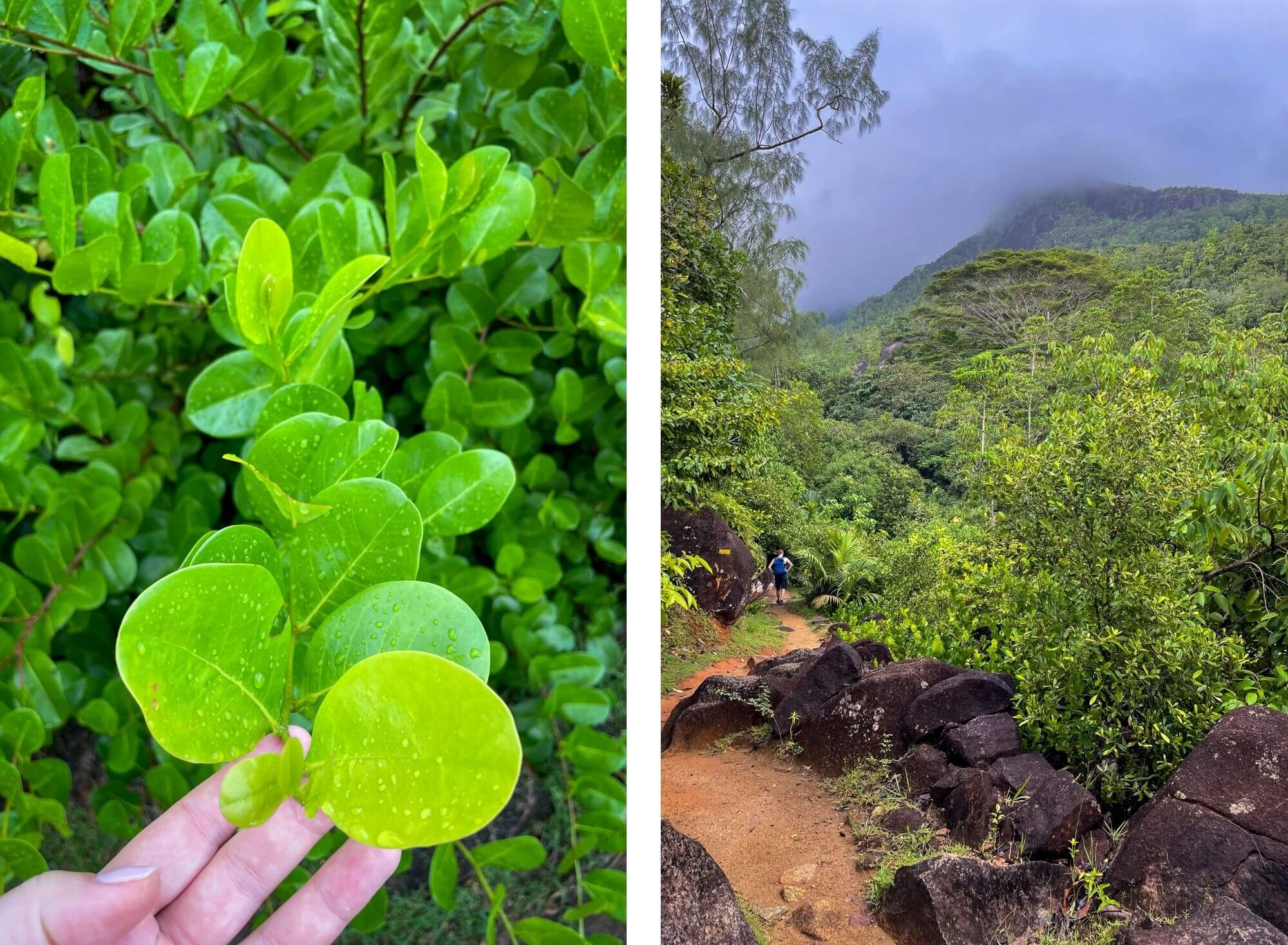 natura, trek, Mahe, Morne Seychellois National Park
