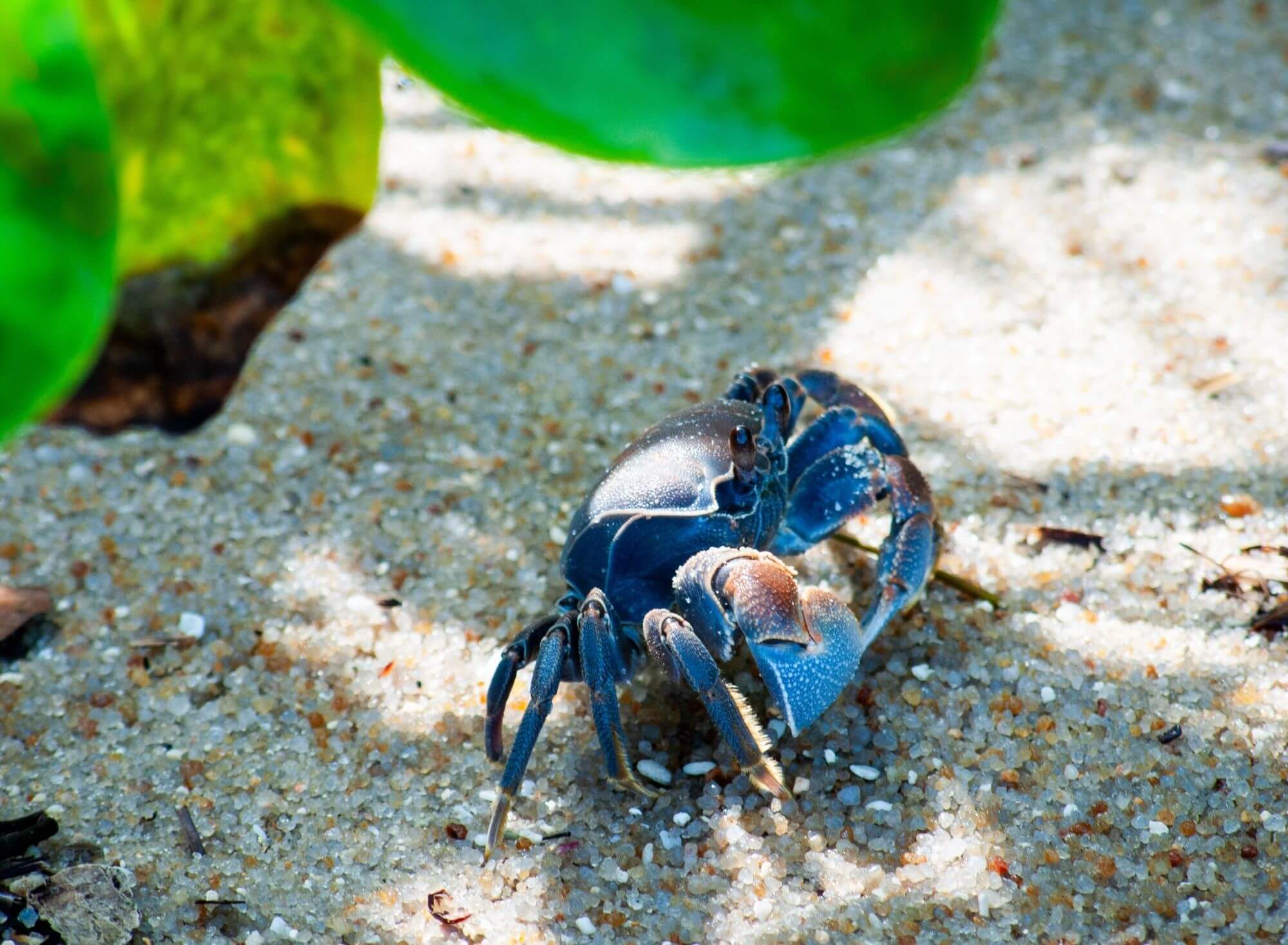krab, natura, plaża, Seszele